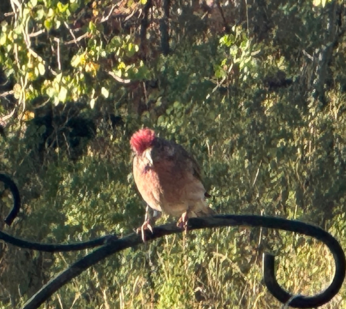 Cassin's Finch