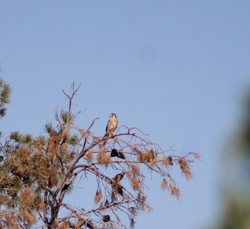 American Kestrel