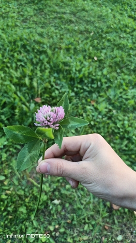 Red Clover
