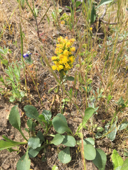 Solidago spathulata