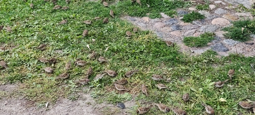 Eurasian Tree Sparrow