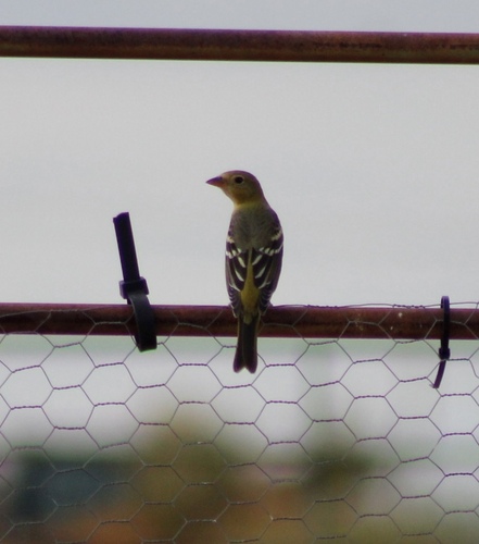 Western Tanager