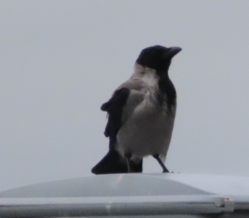 Hooded Crow