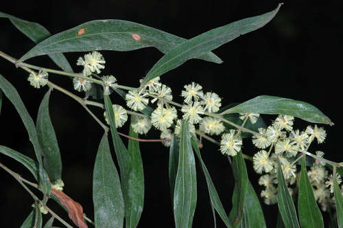 Image of Acacia leprosa by (c) Chris Lindorff, some rights reserved (CC BY)