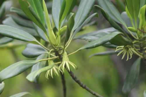 Bruguiera parviflora observed 2026-03-24