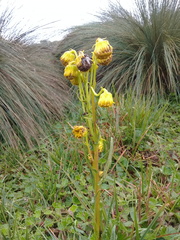 Senecio tephrosioides