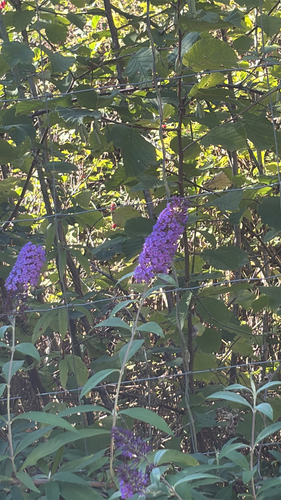 Butterfly bush