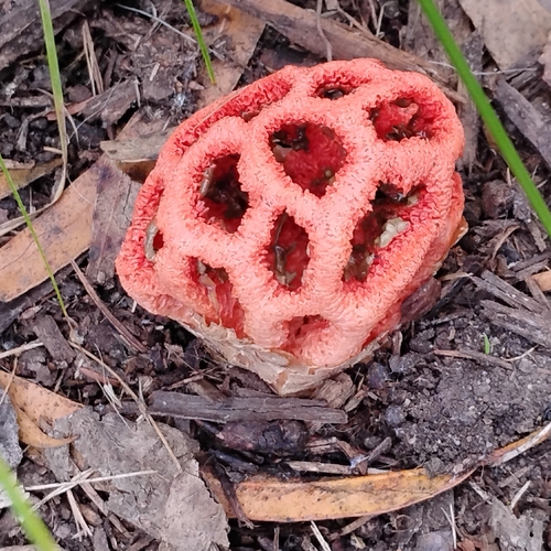 Clathrus ruber — (c) P Holroyd, some rights reserved (CC BY)