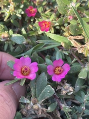 Portulaca amilis, photograph (c) Sam Kieschnick, some rights reserved (CC BY)