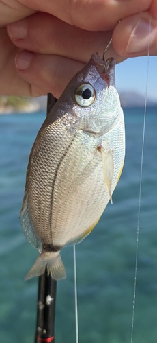 Annular Seabream