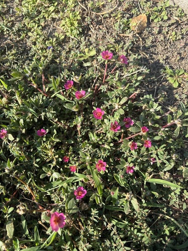 Portulaca amilis, photograph 4