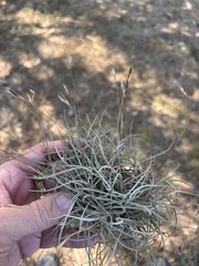Tillandsia recurvata, photograph (c) Sam Kieschnick, some rights reserved (CC BY)