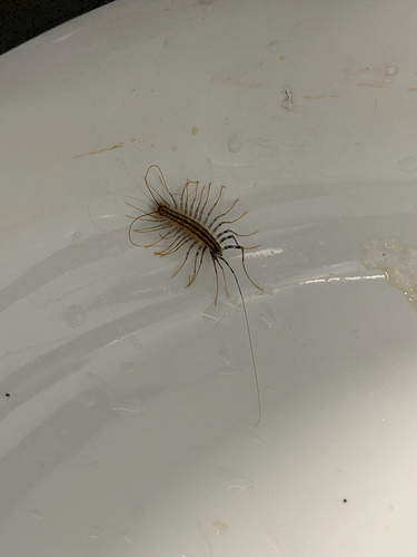 House Centipede