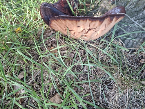 Beefsteak Polypore