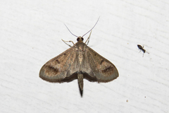 Almonia cristata