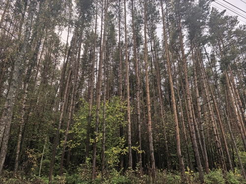 Scots pine