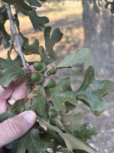 Quercus stellata, photograph 2