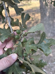 Quercus stellata, photograph (c) Sam Kieschnick, some rights reserved (CC BY)