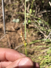 Carex triquetra