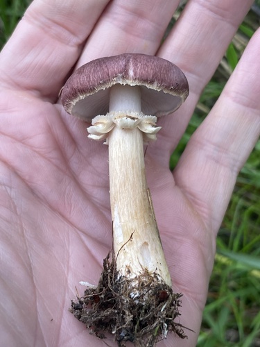 Wine-cap Stropharia
