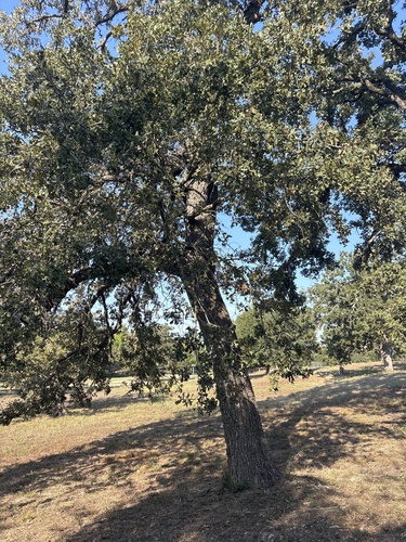 Quercus stellata, photograph 3