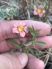 Sida ciliaris, photograph (c) Sam Kieschnick, some rights reserved (CC BY)