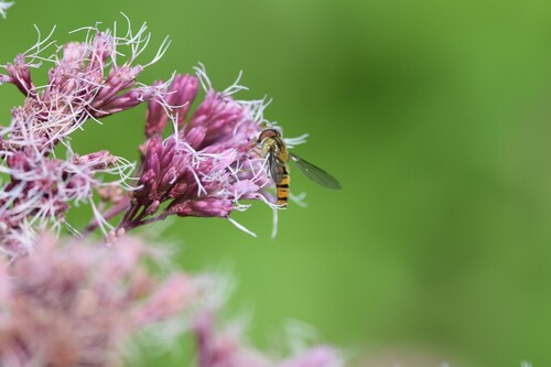 Marmalade Hover Fly