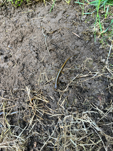 Northern Two-lined Salamander