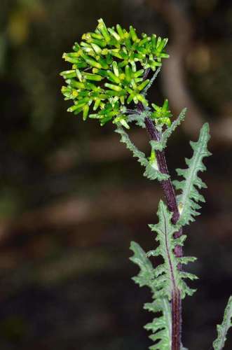Image of Senecio picridioides by (c) Chris Lindorff, some rights reserved (CC BY)