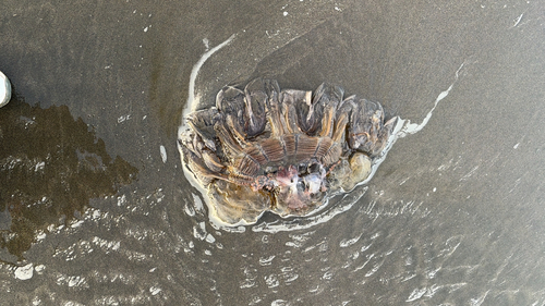 Pacific Lion's Mane Jelly