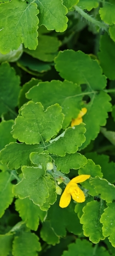 Greater celandine