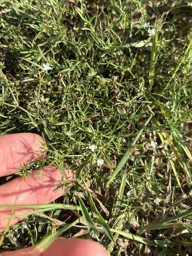 Polypremum procumbens