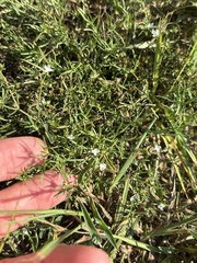 Polypremum procumbens