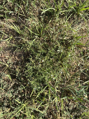 Polypremum procumbens, photograph 2