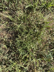 (c) Sam Kieschnick, some rights reserved (CC BY) Polypremum procumbens, photograph (c) Sam Kieschnick, some rights reserved (CC BY)