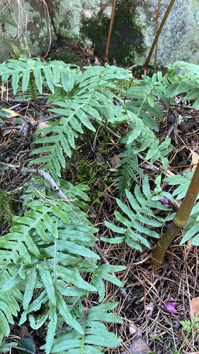 common polypody
