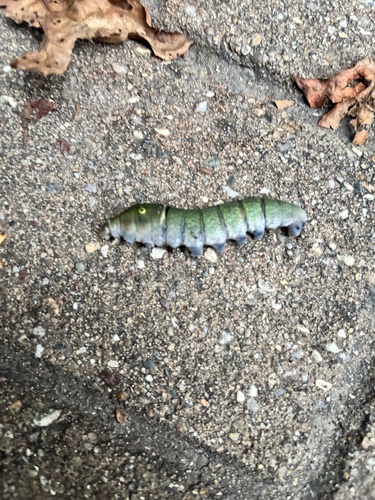 Eastern Tiger Swallowtail