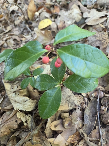 Eastern Teaberry