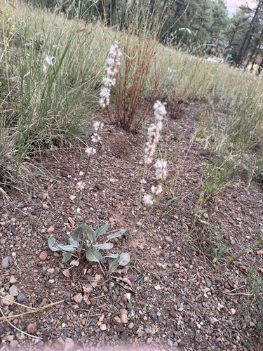 Redroot Buckwheat