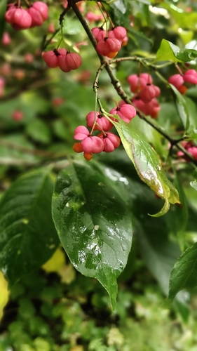Spindle