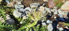 Cirsium spinosissimum