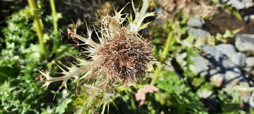 Cirsium spinosissimum, photograph 1