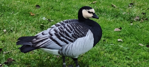 Barnacle Goose