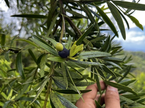 Podocarpus, 2026-09-19