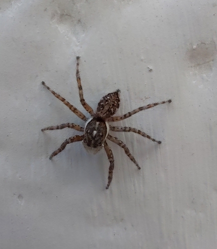 Half-edged Wall Jumping Spider