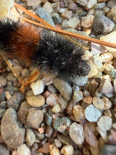 Isabella Tiger Moth