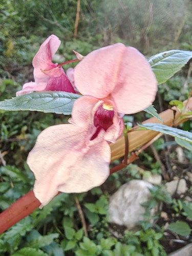 Himalayan balsam