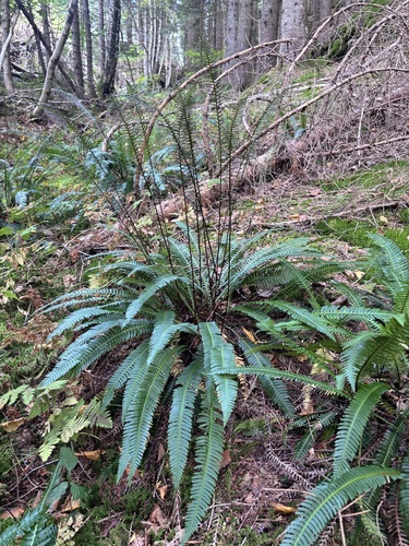deer fern
