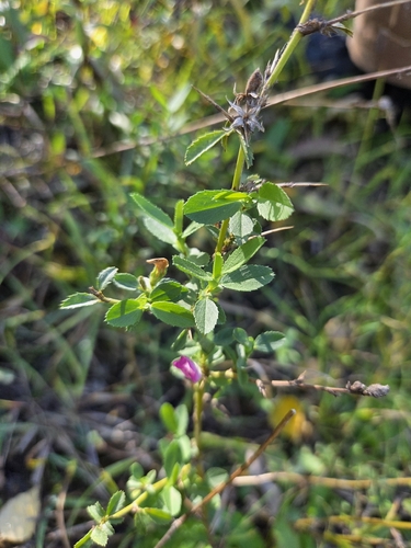 Spiny restharrow