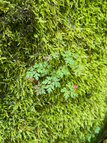Herb Robert
